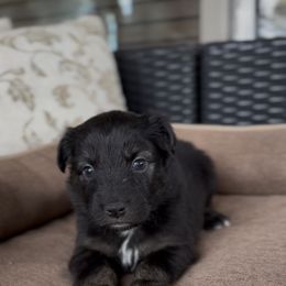 Laramie - Black tri female Miniature Australian Shepherd puppy in Queen Creek, Arizona from Arizona Aussies