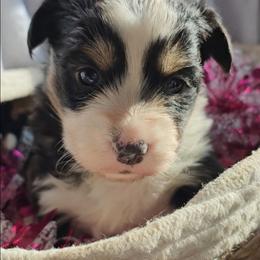 Maxine - Black and white female American Corgi puppy in Mansfield, Ohio from Moonrise corgis