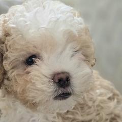 Shichons and Shihpoos from Kopydlowski's Shihpoo and Shichon pups