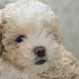 Shichons and Shihpoos from Kopydlowski's Shihpoo and Shichon pups