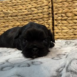 Brook - Black male Shih Tzu puppy in Montgomery, Texas from Furbourne Farms