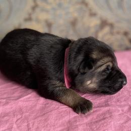Fuchsia collar girl - Black and red female German Shepherd puppy in Coleta, Illinois from Four Leaf Farm- Vom Vierblättriges Bauernhof