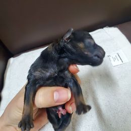 Lupin - Liver male Miniature Schnauzer puppy in Sandy, Utah from Phantom Mage Schnauzers