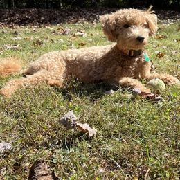 Goldendoodle All Grown Up from Deerhaven Doodles