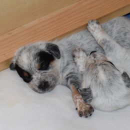 Australian Cattle Dog Puppies from Lyla Hinman