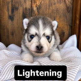 Lightening - Gray and white male Pomsky puppy in Grass Valley, California from Karalot Pomskies