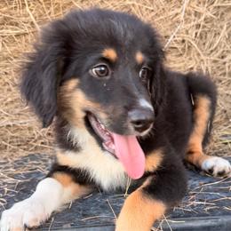 Red - Black tri male Miniature Australian Shepherd puppy in 32046, Florida from River Hill Ranch