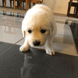 Golden Retriever Puppies from Dream Goldens