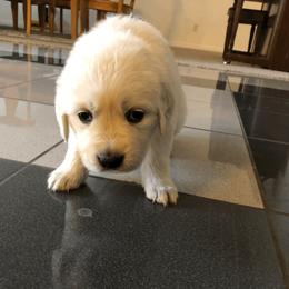 Golden Retriever Puppies from Dream Goldens