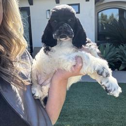 Female black white - Black and white female Cocker Spaniel puppy in Bonsall, California from CuttinBlue Farms