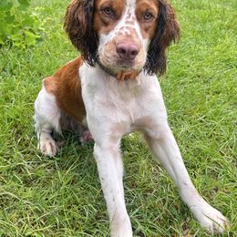 Willie - English Springer Spaniel