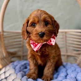 Fester - Caramel male Australian Labradoodle puppy in Morgan Hill, California from Loving Labradoodle