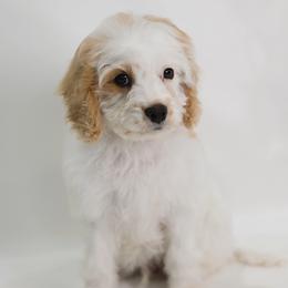 Bruce Willis - Blenheim male Cavapoo puppy in Pleasant Grove, Utah from Canterbury Canines