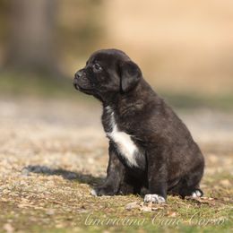 Banshee - Black brindle female Cane Corso puppy in Cable, Ohio from Americana Cane Corso
