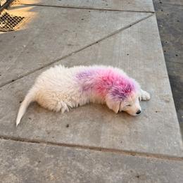 PinkPurple Girl - White female Maremma Sheepdog puppy in Kings County, California from Prancing Pony Farm Maremma Sheepdogs
