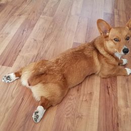 Maggie - Pembroke Welsh Corgi
