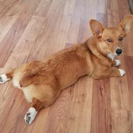 Maggie - Pembroke Welsh Corgi