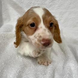 Dachshund and Miniature Schnauzer Puppies from The Bossy Doxie Farm