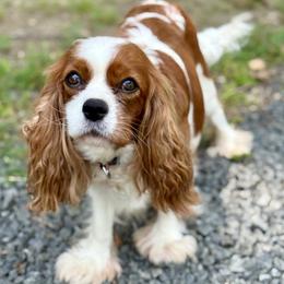 Nadia - Cavalier King Charles Spaniel