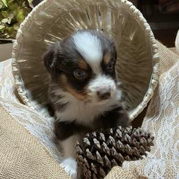 Cindy Lou - Red tri-color female Australian Shepherd puppy in Butler, Georgia from Aussies at Howling Hill Farm