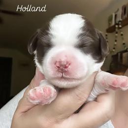 Holland - Chocolate female Australian Labradoodle puppy in Chuluota, Florida from Delano Australian Labradoodles