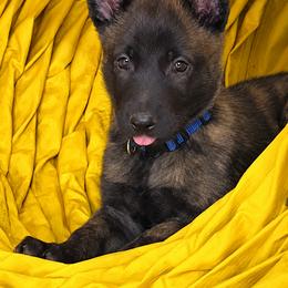 Girl 2 - female Dutch Shepherd puppy in Sierra Vista, Arizona from KnightWatch K-9