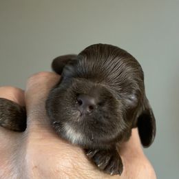 Hershey - Brown male Cocker Spaniel puppy in Sautee Nacoochee, Georgia from Candy's Cockers