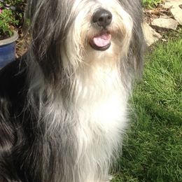Bearded Collies from Debby Furlow