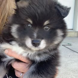 Pomsky Puppies from My Half Pint Pups