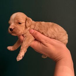 Red boy - Red and white male Cockapoo puppy in Covington, Louisiana from MyKy Puppies