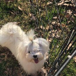 Sparkle - Maltese