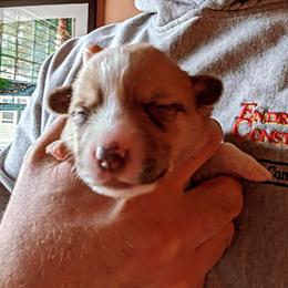 Pembroke Welsh Corgi Puppies from Jersey Shore Corgis