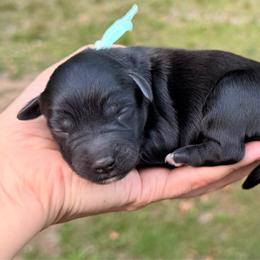Fester - Black and white male Aussiedoodle puppy in Mulino, Oregon from Korbella Farm