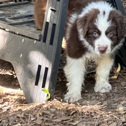 Australian Shepherd Puppies from Best Aussies