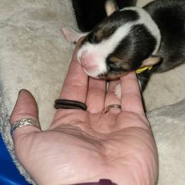 Pembroke Welsh Corgi Puppies from Top-Notch Paws