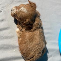Orange of Evie - Red male Yorkipoo puppy in Rush, New York from Care Bear Puppies