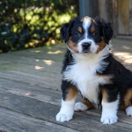 Boone Brown - Black tri-color male Australian Shepherd puppy in Statesville, North Carolina from Charming Australian Shepherds