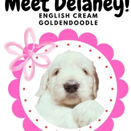 Delaney - Cream female Goldendoodle puppy in Athens, Tennessee from SUPERDog Doodles