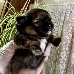 Lulu - Brindle and white female Shih Tzu puppy in Victorville, California from Precioustzus