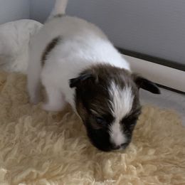 Papillon Puppies from Azure Papillons