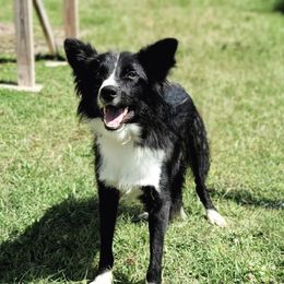 Harley - Border Collie