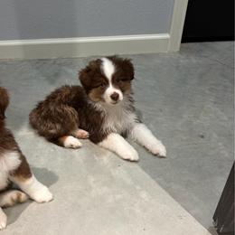 Hershey - Red tri male Miniature Australian Shepherd puppy in Weatherford, Texas from F & T Aussies