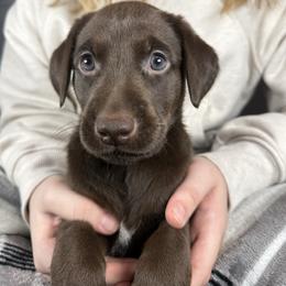 Michael - Chocolate male Labrador Retriever puppy in Great Falls, Montana from Yogo Point Kennels