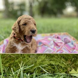 Labradoodle and Poodle Puppies from PawfectBud