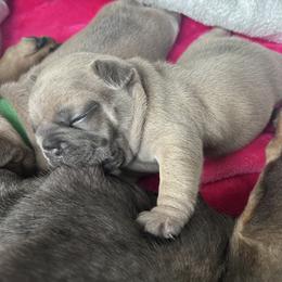 French Bulldog Puppies from Upcountry Frenchies