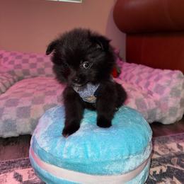 Minnie - Black parti female Pomeranian puppy in Yukon, Oklahoma from Rae of Sunshine Poms