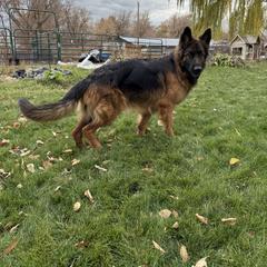 Juniper - German Shepherd