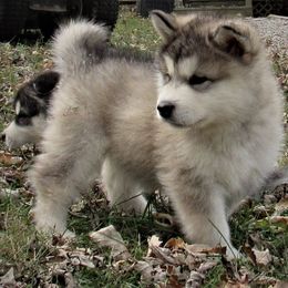 Alaskan Malamute Puppies from Kalamals