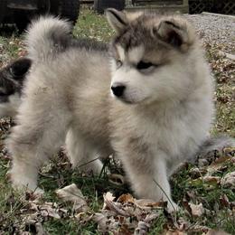 Alaskan Malamute Puppies from Kalamals