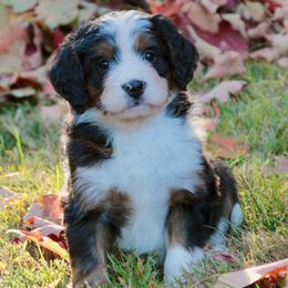 Carrie - Tri-color female Bernedoodle puppy in Lancaster, Pennsylvania from Homestead Bernedoodles